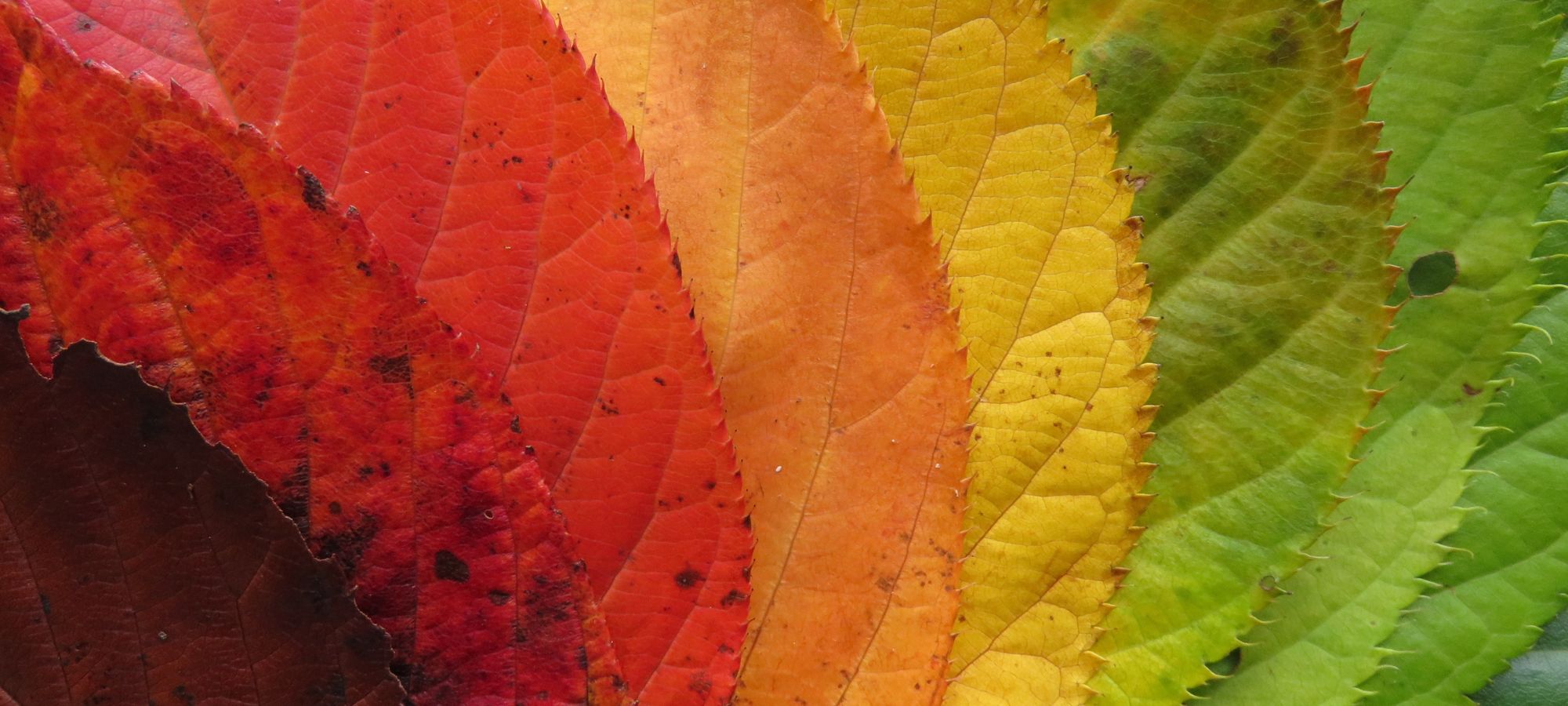 Colourful autumn leaves