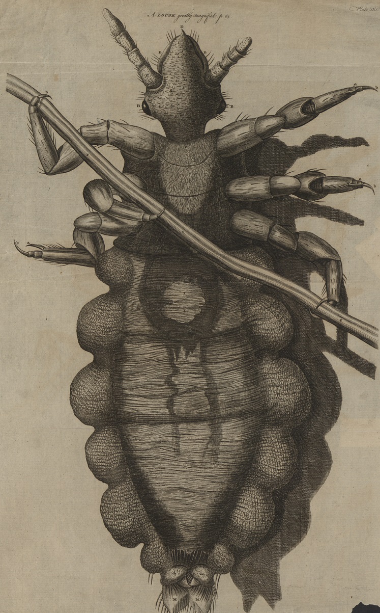 louse micrographia (inventory no. 14129) louse micrographia