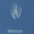 Anna Atkins Algae image 001