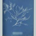 11887 Anna Atkins image algae 04