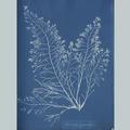 11887 Anna Atkins algae image 03