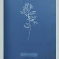 11887 Anna Atkins algae image 02