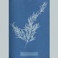 11887 Anna Atkins algae image 01