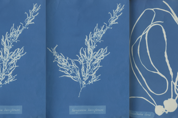 Photo Oxford Anna Atkins algae images 1800 x 840 px