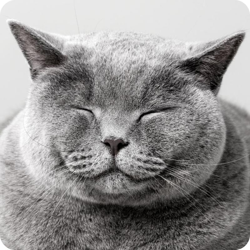 Image of smiling cat