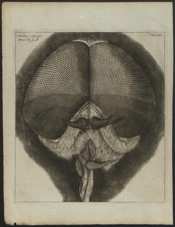 Hooke's Micrographia: The face and eyes of a drone fly