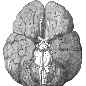 Thomas Willis - cut-out of a brain scan