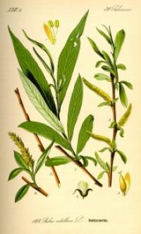 Med white willow salix alba 181x300 med white willow salix alba 181x300
