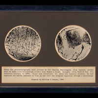 Photomicrographs of Cajal's slides prepared by Charles Sherrington. Property of the University of Oxford's Department of Physiology, Anatomy, and Genetics
