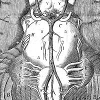 image from Revealing the Brain exhibition, being a cutout from Anatomy of the brain, Thomas Willis, 1664